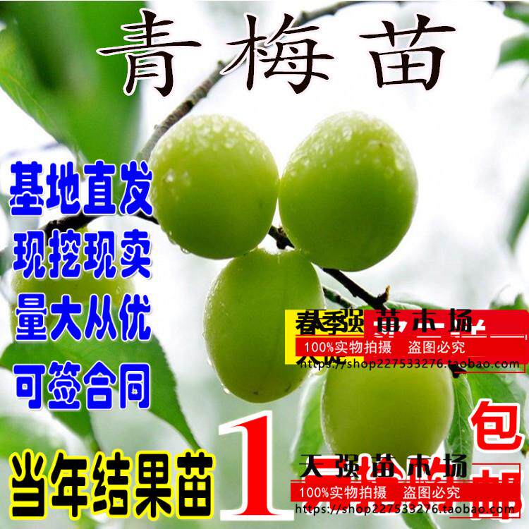 正宗嫁接青梅果梅乌梅树苗盆栽地栽酸梅子南北方种植庭院果树苗