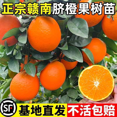 江西赣南脐橙苗嫁接纽荷尔脐橙苗血橙南方北方种植果树苗橙子树苗