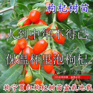 宁夏红枸杞树苗盆栽地栽野生枸杞苗南北方种植黑枸杞苗葡萄苗包邮
