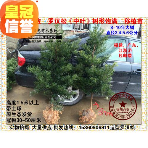罗汉松大树　财富风水树直径3-10公分造型罗汉松常绿包邮庭院植物