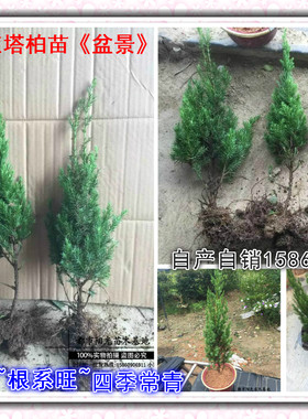 圆柏盆景 刺柏树 桧树 塔形松树 四季常绿圣诞树塔柏树30-60厘米