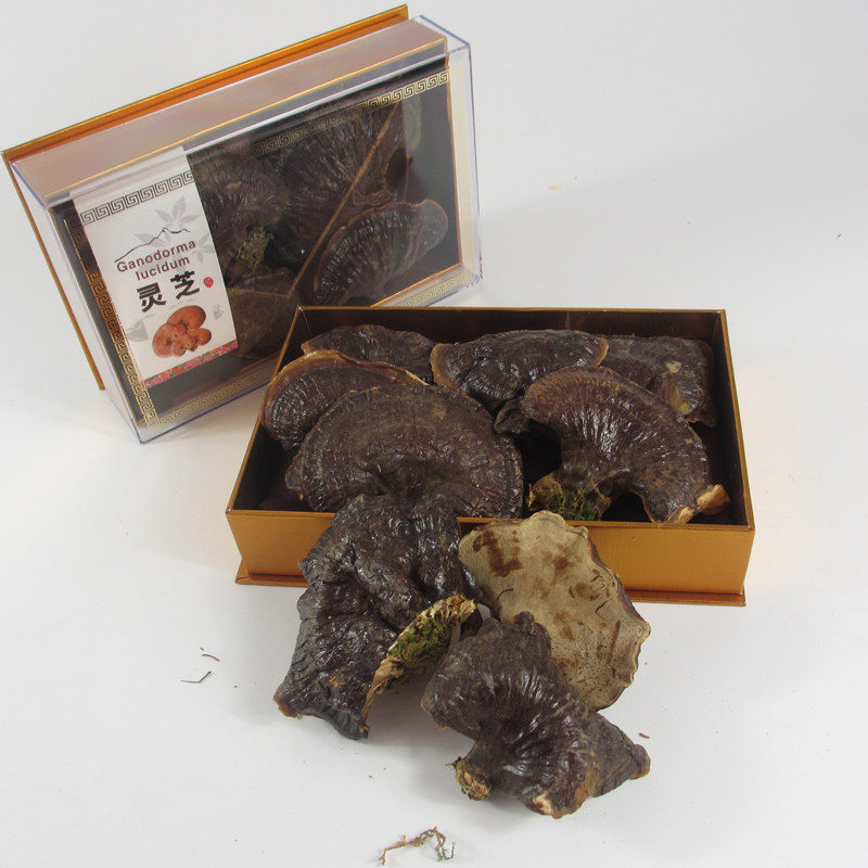 东北灵芝长白山赤灵芝金边灵芝礼盒装灵芝送礼