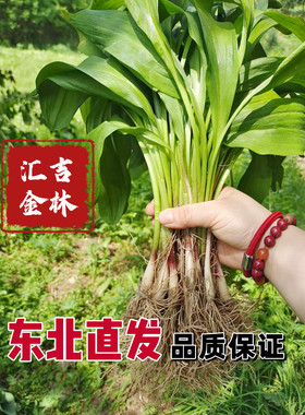 长白山寒葱,正品寒葱茗夷菜,山葱,鹿耳葱 三年生
