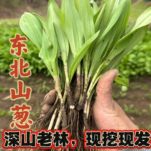 长白山寒葱种苗 东北出品 三年苗 成活率高 新手也能种活
