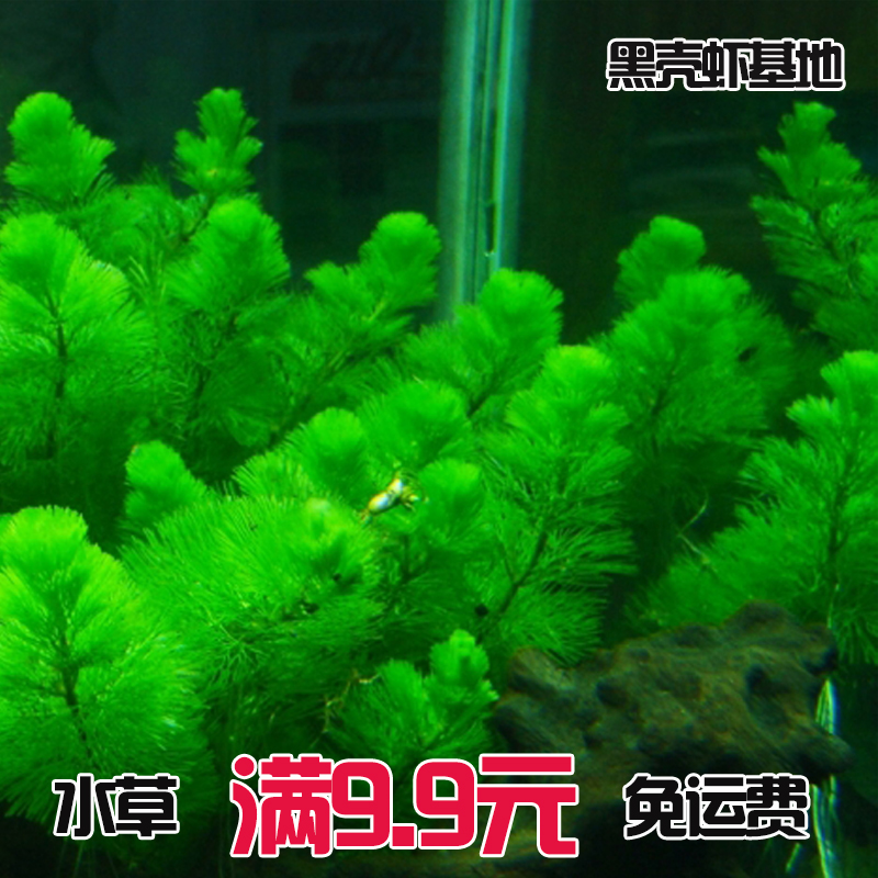 红丝青叶 青丝红叶 红青叶草 挺水水草百科 草缸造景 培育种植 Sbike