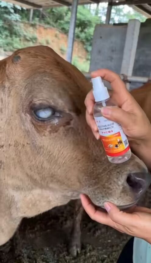 欣佑刍牛羊红眼净牛羊流眼泪眼屎多长白膜结膜炎红眼流泪亮眼喷剂