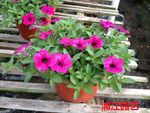 矮牵牛花盆栽大苗 爬藤多年生 重瓣喇叭花垂吊兰百万小玲两盆包邮 - 封面