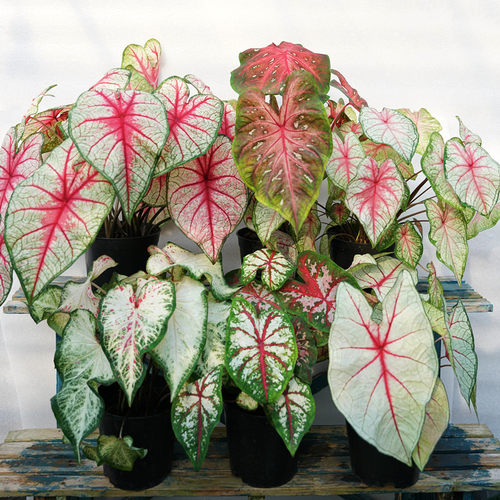 草莓植物价格 草莓植物图片 星期三