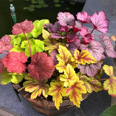 【小苗】矾根 盆栽小苗 观叶植物多色多年生彩叶草花卉 128穴小苗