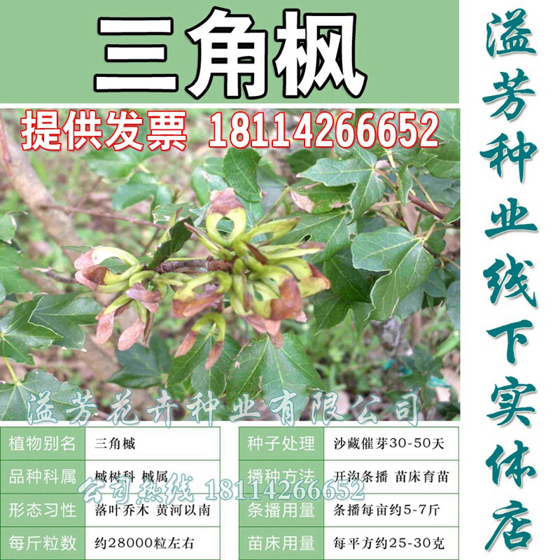 新采林木树种鸡爪槭种子三角枫种子五角枫种子青枫种子槭树在类目 鲜花速递/花卉仿真/绿植园艺, 花卉/蔬果/草坪种子（新）, 家庭园艺种子中 - 来自Buy2taobao.com提供专业的淘宝代购服务