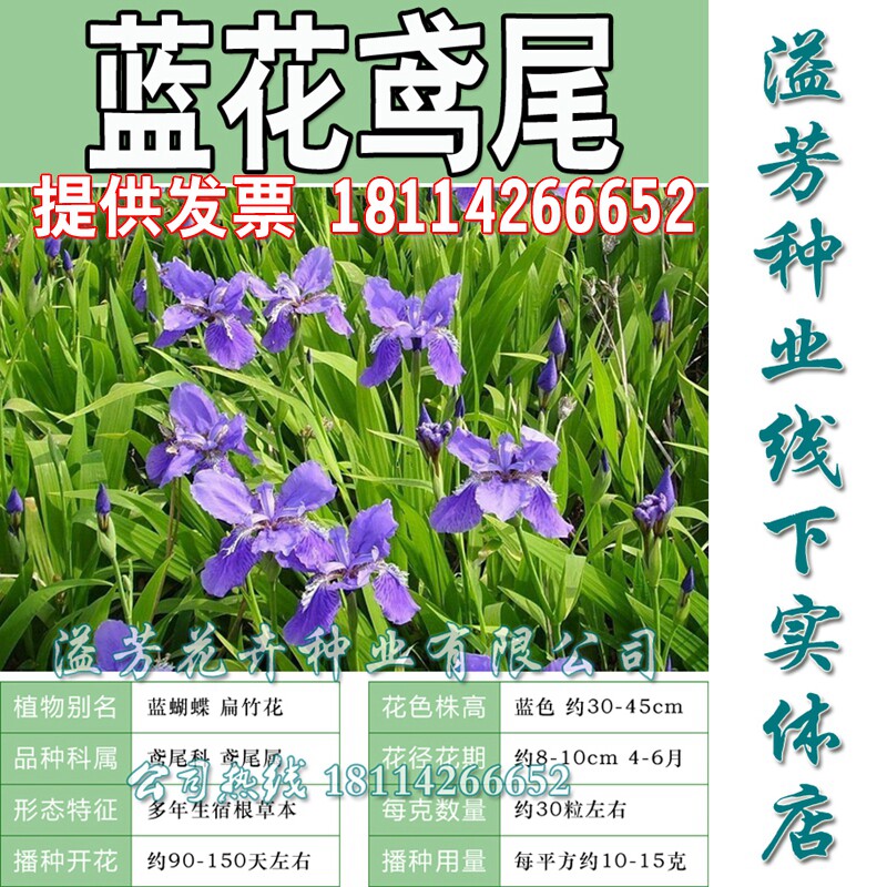 多年生宿根花草蓝花鸢尾种子矮生耐阴花卉别名蝴蝶兰绿化植物