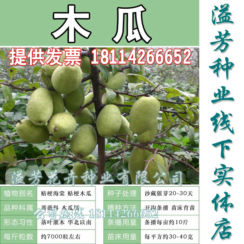 Papaya seeds Papaya tree Xanthoceras sorbifolia seeds Chaenomeles Speciosa Fantasy Papaya seedsin the Flower delivery/Flowers simulation/Plants gardening , Flowers/Fruits and vegetables/Lawn seed (New) , Home &amp; Garden Seeds  category - from Buy2taobao.com to provide professional Taobao agent buy service