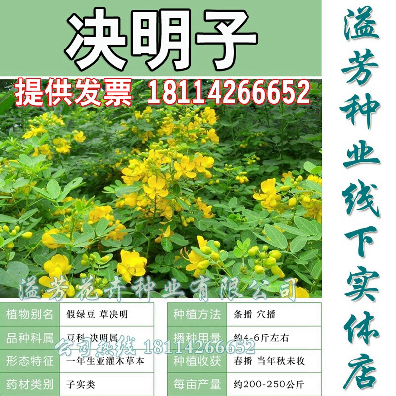 新采决明子种子望江南种子草决明 优质假绿豆种子伞房决明种子