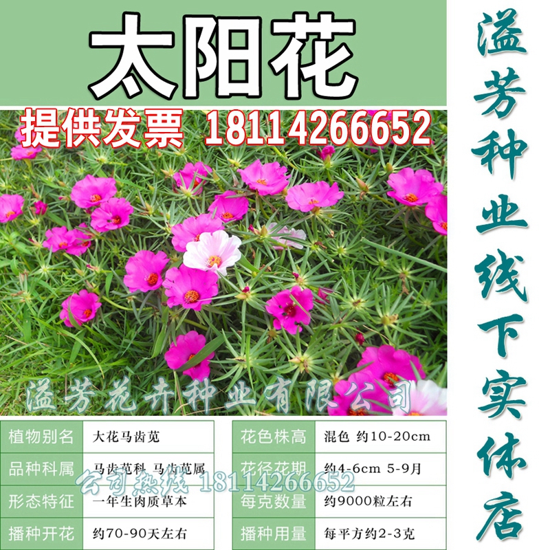 包邮太阳花种子重瓣混色松叶牡丹花草种子室内阳台盆栽四季花卉