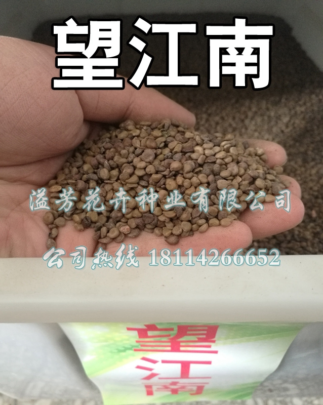 蛇灭门种子别名望江南种子野决明野扁豆驱蛇奇花驱虫驱蚊草药材籽 鲜花速递/花卉仿真/绿植园艺 家庭园艺种子 原图主图