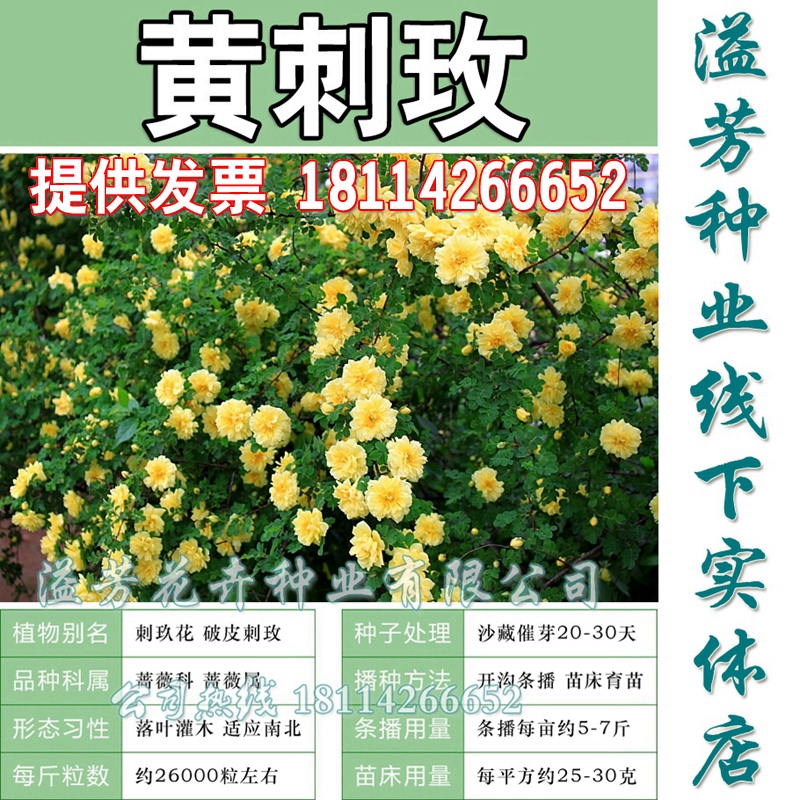 新采黄刺玫种子 红刺玫种子花 黄刺梅种子 重瓣黄刺玫 爬墙梅种子