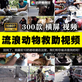 救助流浪动物拯救治疗受伤流浪狗猫咪宠物中视频计划视频素材S318