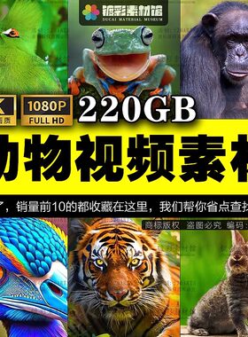 4K动物世界鸟类昆虫狮子老虎大象熊猫狗高清短视频剪辑素材S030