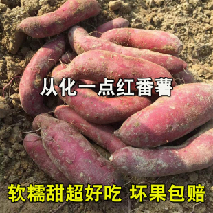 广东从化一点红番薯软糯香甜新鲜高山现挖正宗板粟子薯冰淇淋地瓜