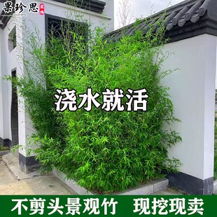 不剪头景观金竹绿竹紫竹苗罗汉竹子盆栽耐寒竹子苗庭院四季青植物