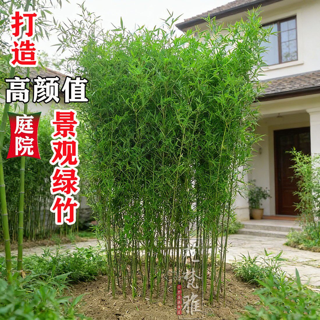 原土球现挖现发景观竹苗