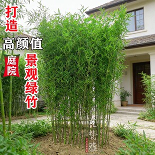 不剪头景观金竹绿竹紫竹苗罗汉竹子盆栽耐寒竹子苗庭院四季青植物