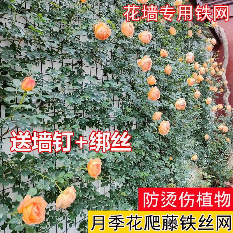 月季专用爬藤铁丝网植物上墙网格