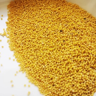 南东西 高山农家小米黄小米粗加工不抛光带糠带胚杂粮米任4份包邮