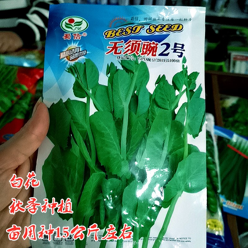 种子无须豌豆苗种籽 四川蜀信种业白花清香脆甜无须豌2号蔬菜种孑