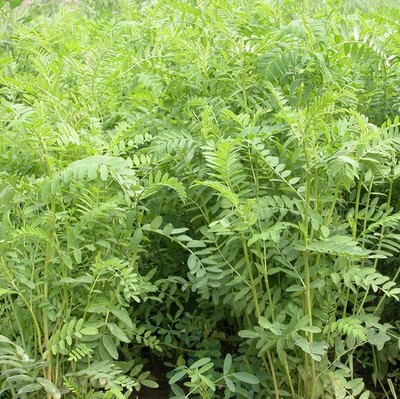 沙打旺种子 多年生牧草 绿肥草 护坡草 耐寒耐旱耐盐碱进口种子