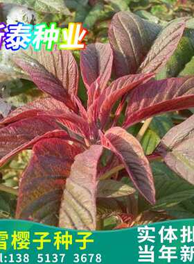 雪樱子种子 绿色保健蔬菜种子 男性菜种子 男人温补特菜种子