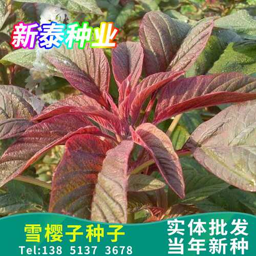 雪樱子种子 绿色保健蔬菜种子 男性菜种子 男人温补特菜种子