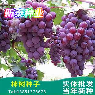 葡萄种子葡萄树种籽红提子美人指巨峰夏黑盆栽果树蔬菜葡萄籽种孑
