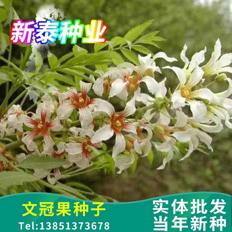 文冠果种子园林绿化花卉用种林木果树多年生观赏树木油料树种子