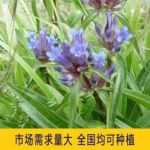 秦艽种子中药材秦艽种子新籽简单易种销售秦玖秦九种子适应性广