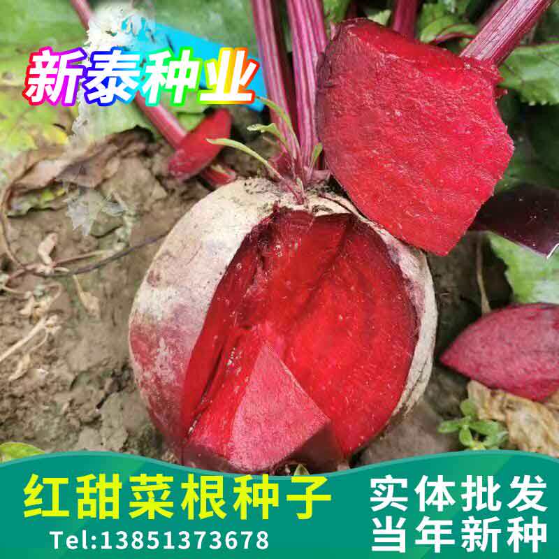 散装红甜菜根种子田菜根红菜头芽苗菜紫红甜菜头种子四季播种籽