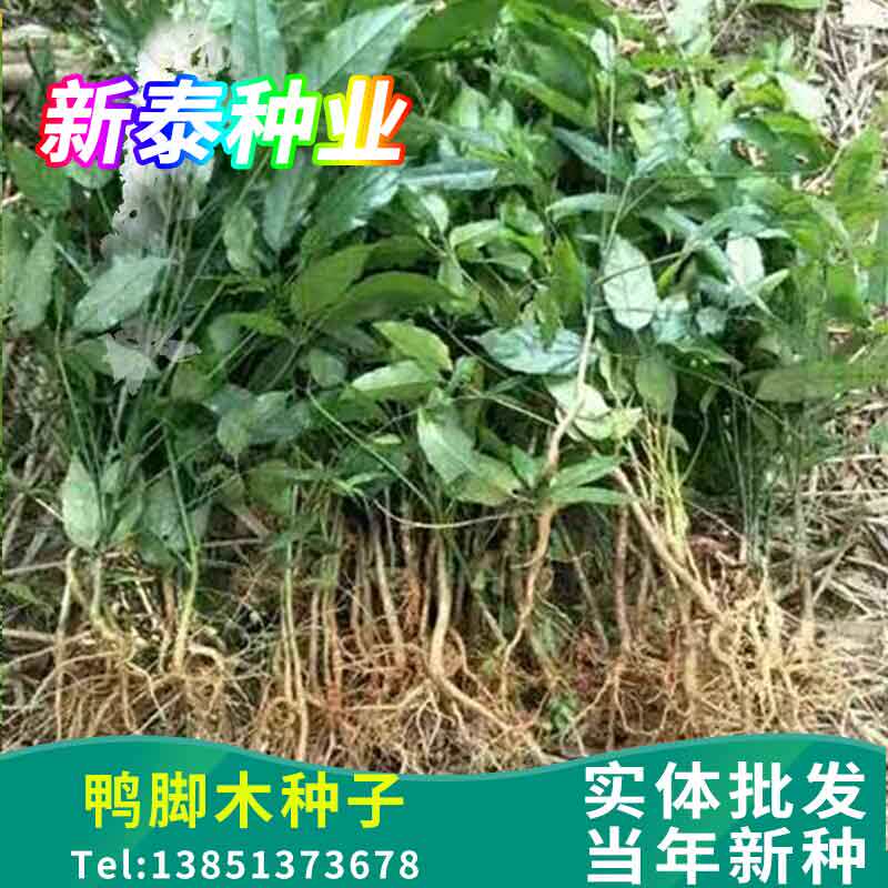 散装野生鸭脚木种子鹅掌柴吉祥树鸭母树冬季蜜蜂蜜源植物家庭室内