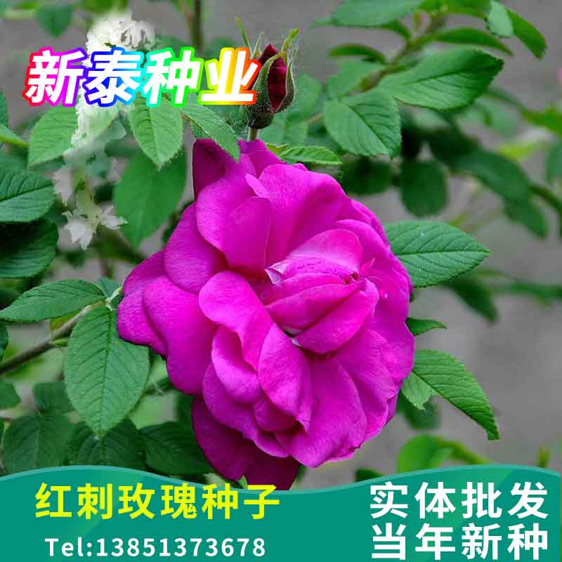 红刺玫种子蔷园林庭园观赏芳香油家庭园艺种子