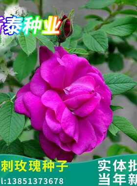 红刺玫种子蔷园林庭园观赏芳香油保水薇日本无刺多花蔷薇花种籽
