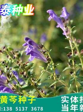 黄芩种子野生中药材种籽根入药《本草纲目》山茶根土金茶根黄芩籽