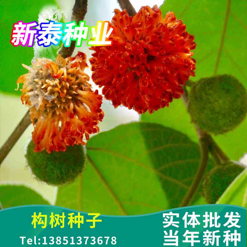 构树种子杂交构桃树沙纸树构乳树楮树楮实子谷木谷浆树矿荒山绿化