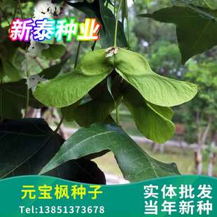 当年新采元宝枫种子 元宝树种子 三角枫树种子五角枫种子