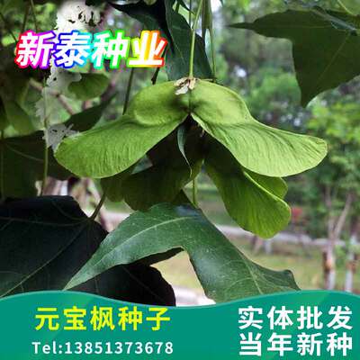 当年新采元宝枫种子 元宝树种子 三角枫树种子五角枫种子