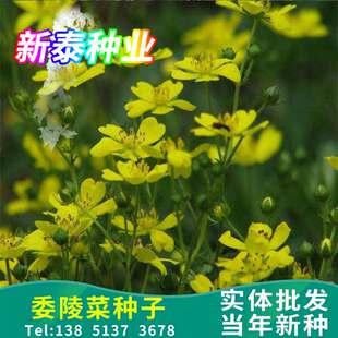 委陵菜种子 阳台庭院盆栽室内四季易种花籽景观花海地被花卉种子
