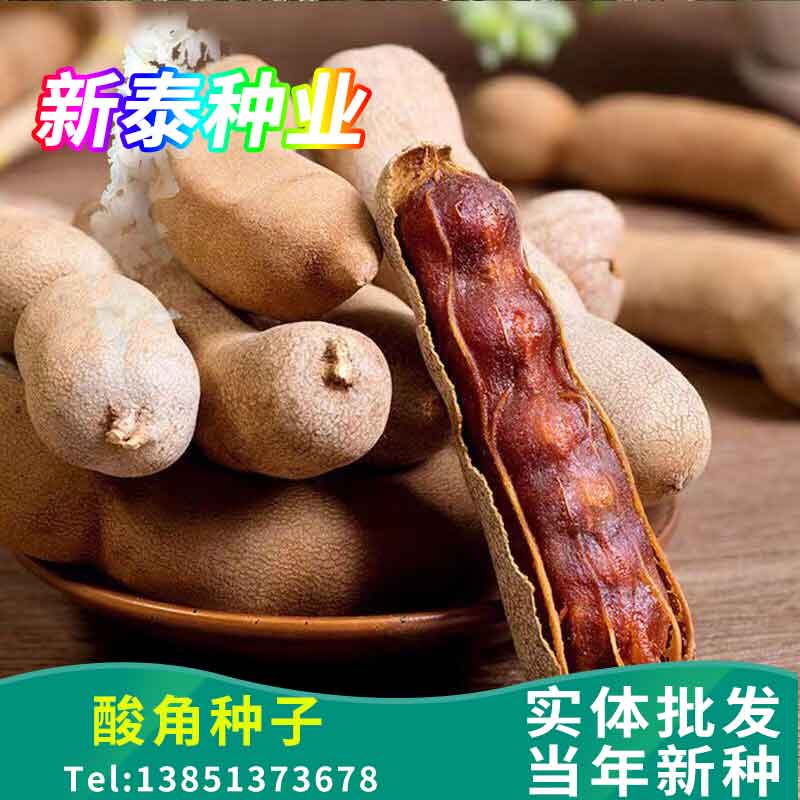 酸角种子酸豆种子罗望子酸梅木罕家庭园艺种子