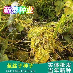 菟丝子种子大豆寄生无根草黄丝黄鳝藤东北野生中草药金丝藤种籽