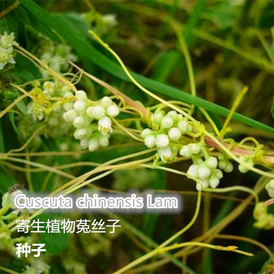 菟丝子东北野生中草药植物鸡血藤寄生植物种子新奇花卉盆栽园艺