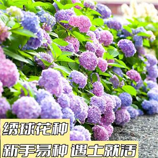 绣球花种子易活盆栽植物木绣球秋冬天种八仙花种籽子四季开花庭院