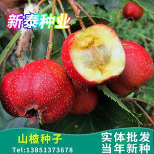 山楂种子山楂籽当年野生林木花卉地栽果树种子山里红籽南北方种植