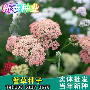 蓍草种子花种子耐寒花种籽子多年生西洋蓍草花籽庭院室外花卉种孑